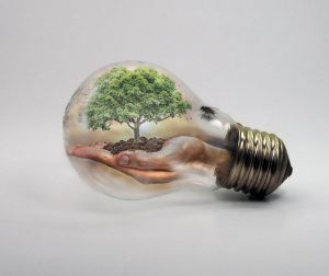 tree in light bulb net zero