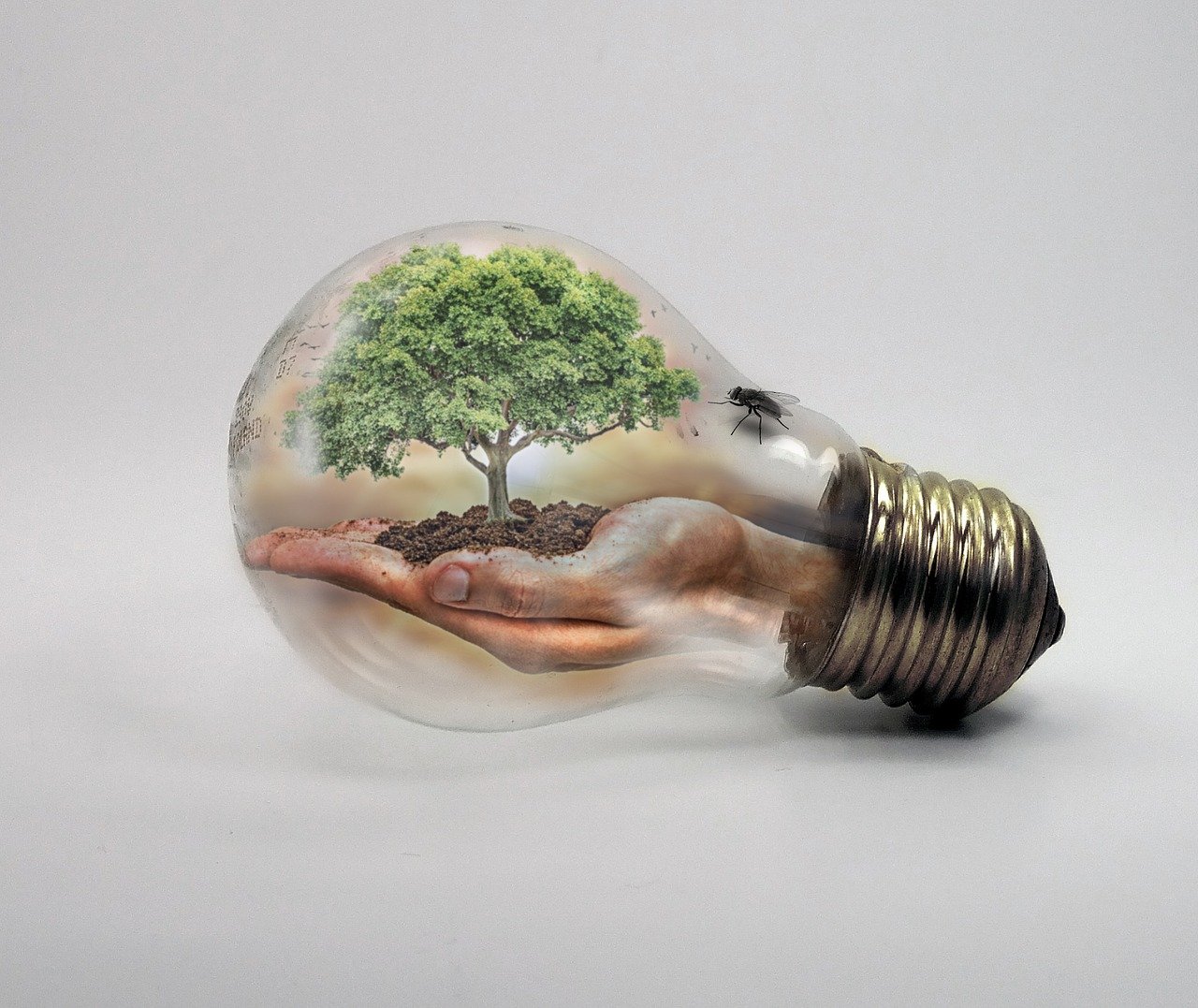 war against landlords. Lightbulb with a tree inside